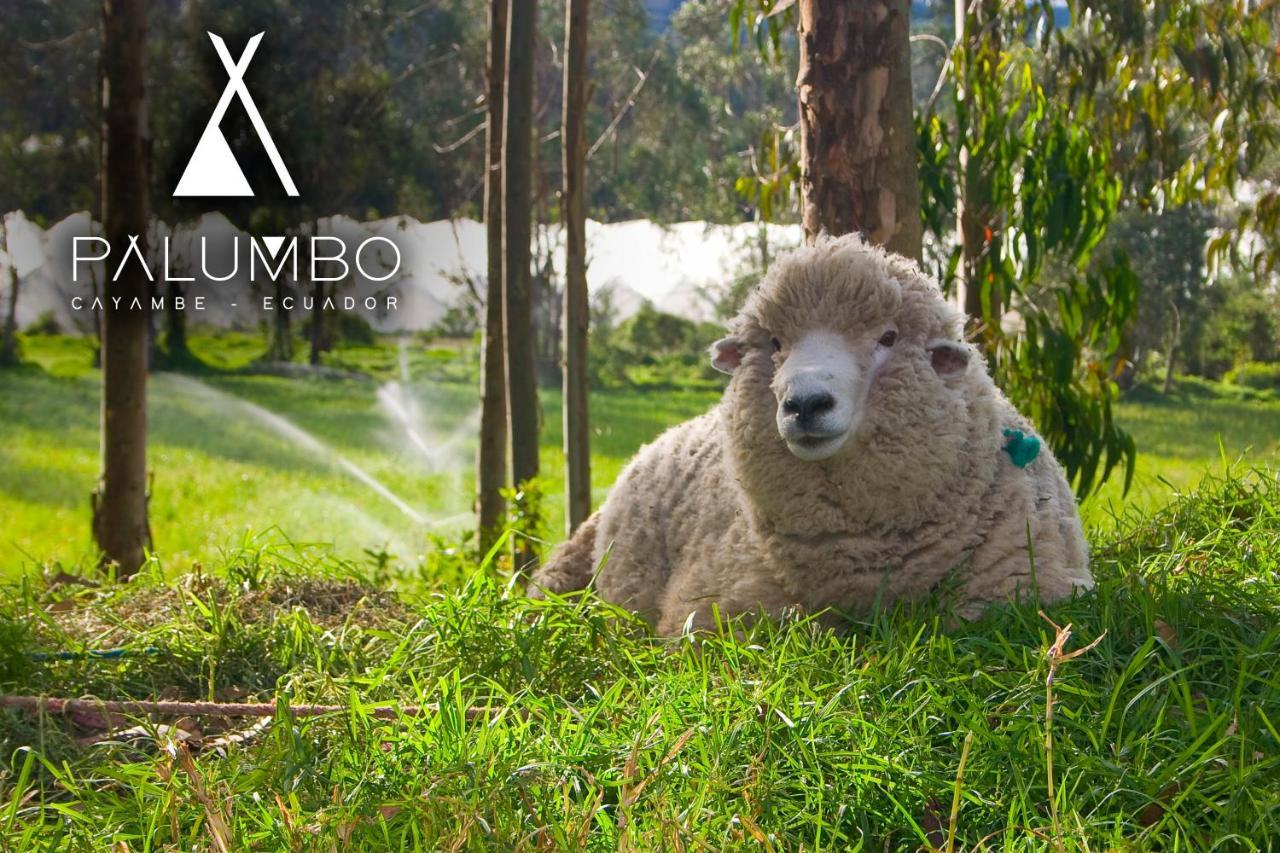 Palumbo Glamping&Villas Cayambe Esterno foto